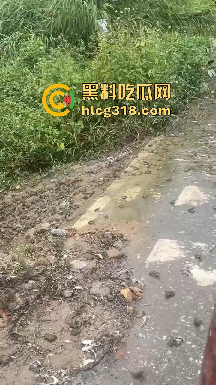广东阳江地震后大奇观！路边出现巨量青蛙，排队组团迁徙，这是有什么说法吗？难道又要震了！