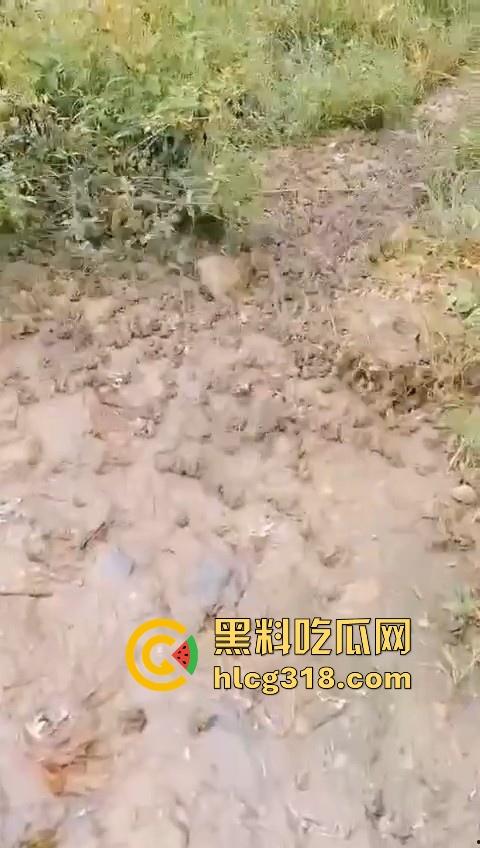 广东阳江地震后大奇观！路边出现巨量青蛙，排队组团迁徙，这是有什么说法吗？难道又要震了！-6