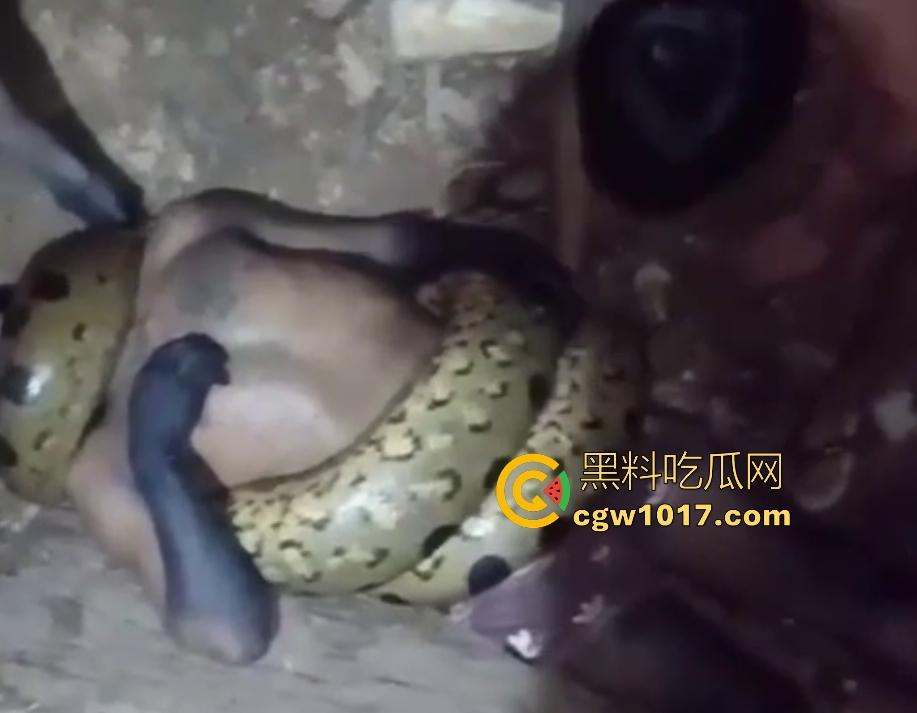 印度醉汉被巨蟒缠绕绞杀，骨骼咔咔断裂脸黑如炭，俩亲兄弟把蟒蛇抬走说喝点恒河水能活，这都黑了还能救？