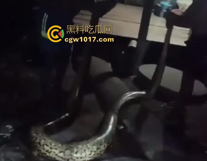 印度醉汉被巨蟒缠绕绞杀,骨骼咔咔断裂脸黑如炭,俩亲兄弟把蟒蛇抬走说喝点恒河水能活,这都黑了还能救?-8