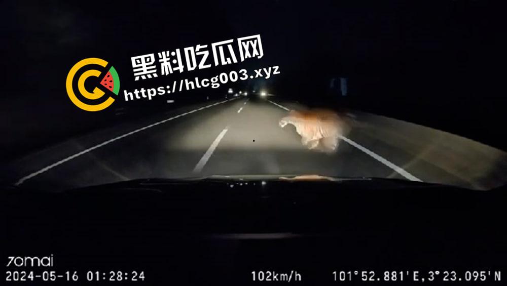 武松在世 高速路上撞死老虎 这下能吹一辈子了 行车监控视频流出-3
