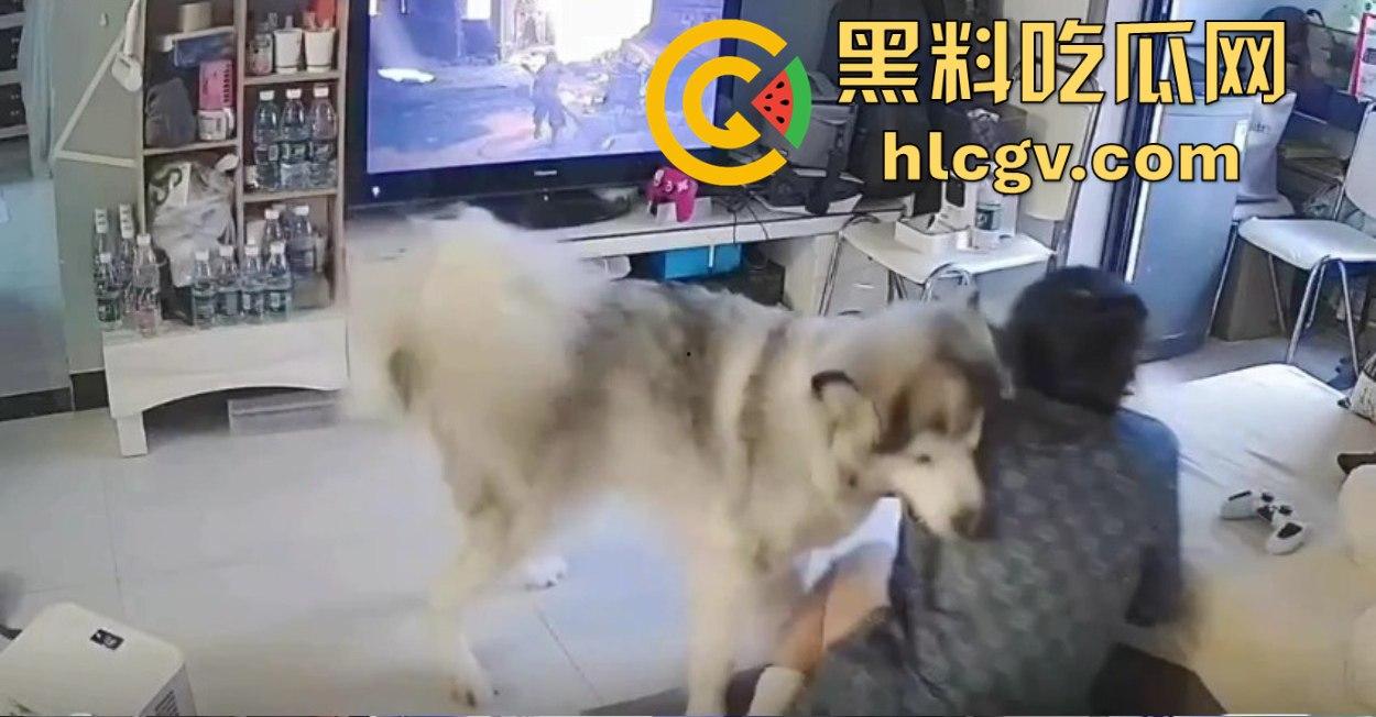 阿拉斯加趁女主人换手柄扑上去玩后入想日逼!妹子挣扎半天脱身,气得直发火!-1