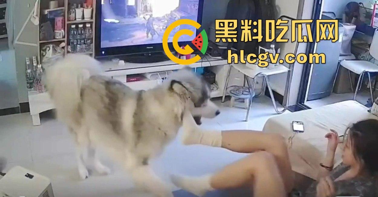 阿拉斯加趁女主人换手柄扑上去玩后入想日逼!妹子挣扎半天脱身,气得直发火!-2