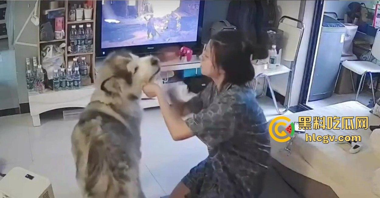 阿拉斯加趁女主人换手柄扑上去玩后入想日逼!妹子挣扎半天脱身,气得直发火!-5