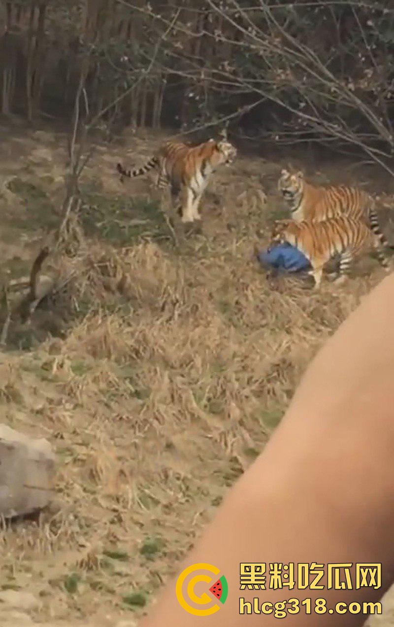 聪明人费尽心思,不如蠢人灵机一动!浙江男子翻越围墙撸老虎,被老虎当场咬死,该老虎已被射杀!-6