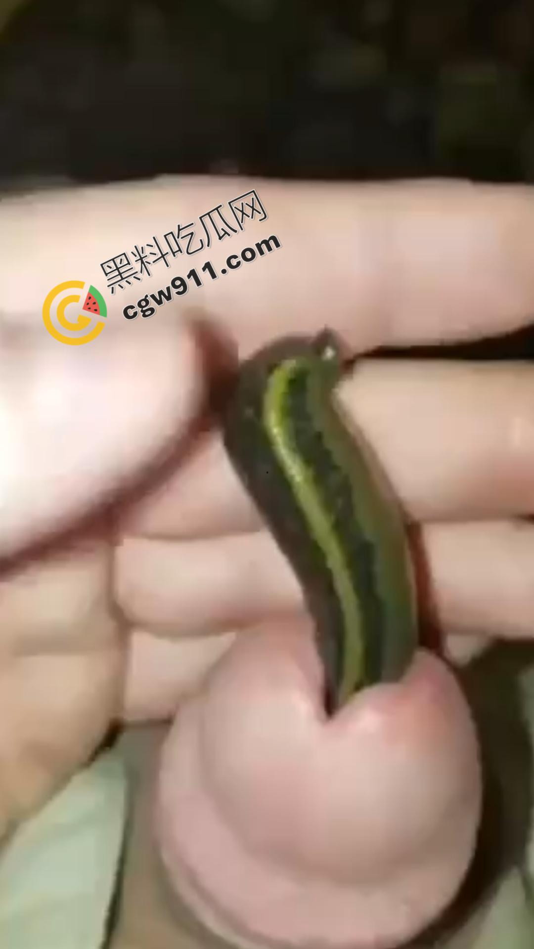 恐怖刺激!活蚂蟥钻入男子大屌的惊悚作死视频,观看者直呼恶心,视觉冲击骇人听闻-1