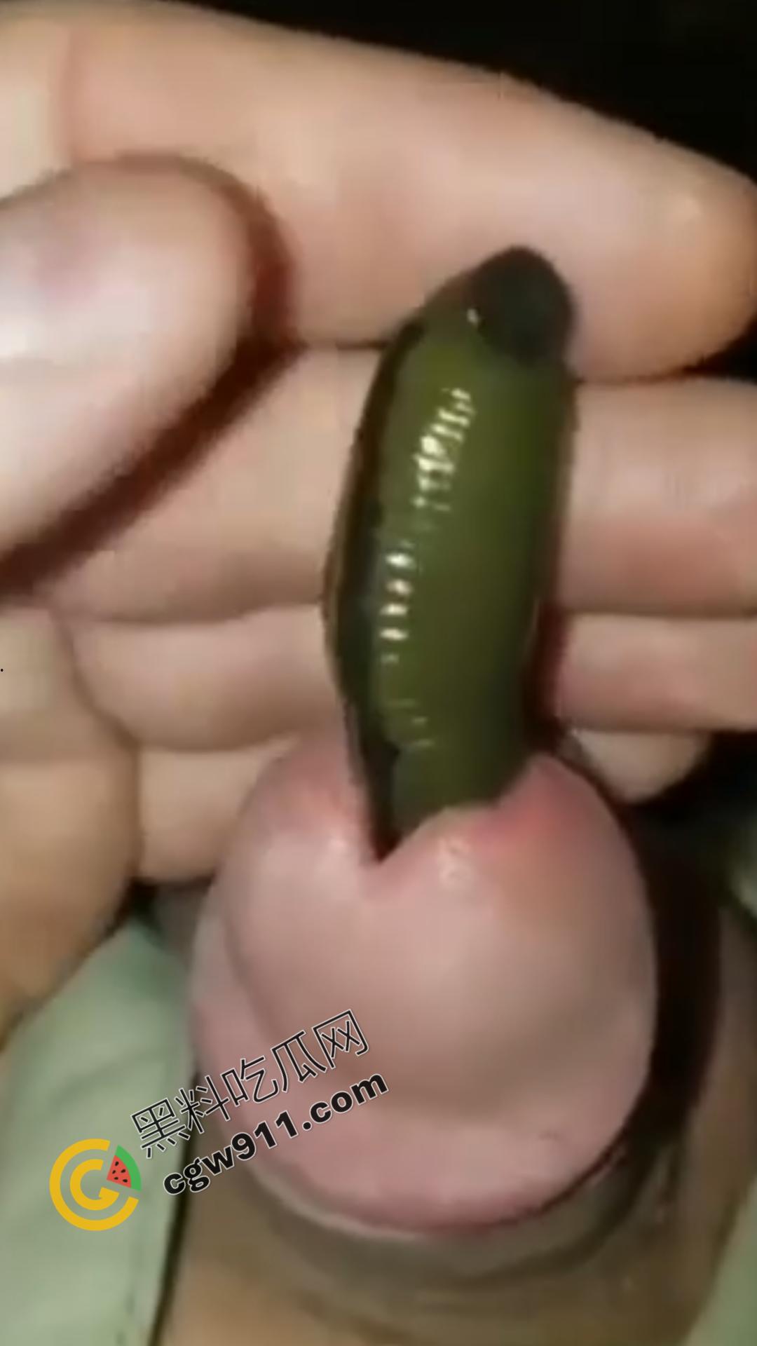 恐怖刺激!活蚂蟥钻入男子大屌的惊悚作死视频,观看者直呼恶心,视觉冲击骇人听闻-2
